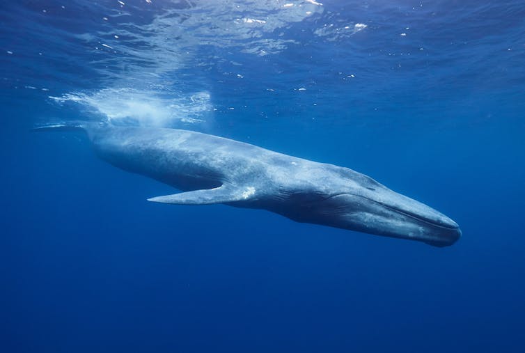 Side view of a large whale swimming down from the ocean's surface.