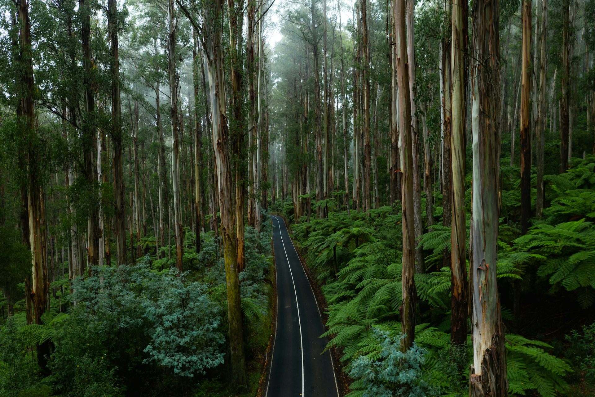 road through lush forest