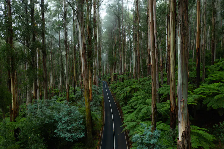 road through lush forest