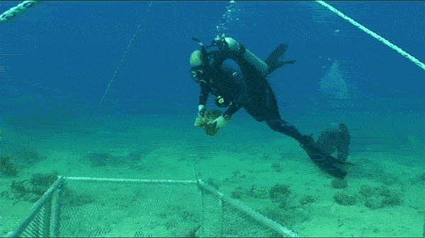Divers in an animation moving corals to a large underwater basket.