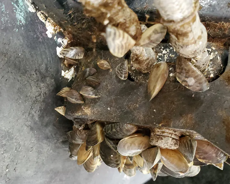 Hoses on a boat covered in zebra mussels.