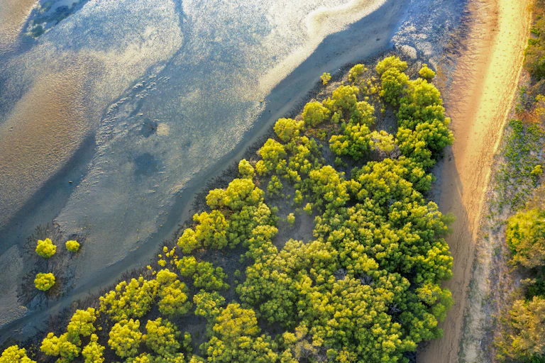 mangrove and ocean from above