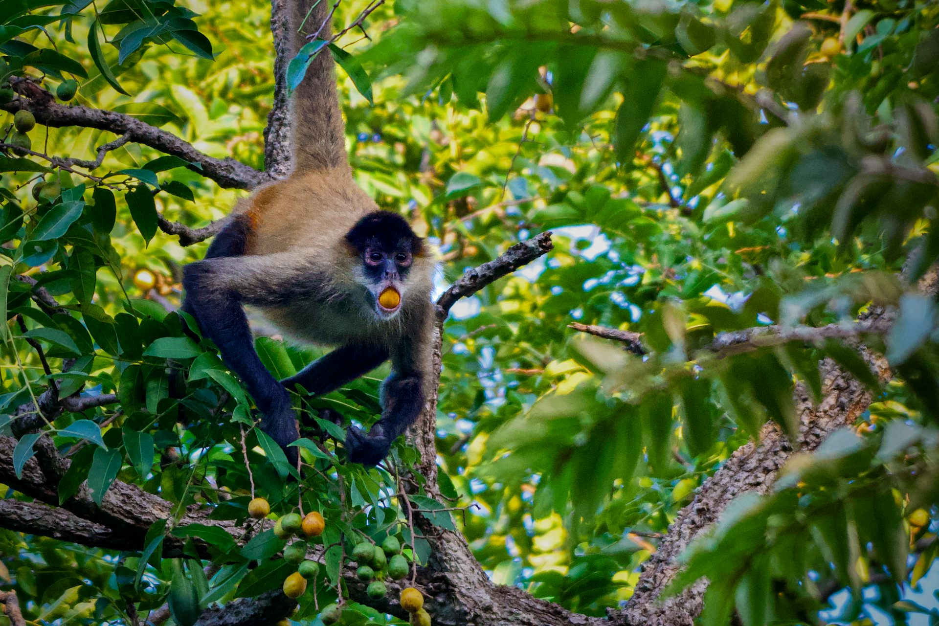 Macaco pendurado em um galho de árvore com uma fruta na boca.