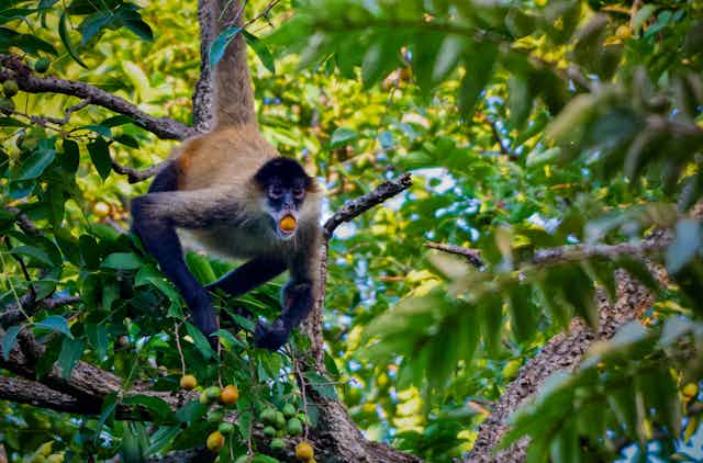 Macaco pendurado em um galho de árvore com uma fruta na boca.