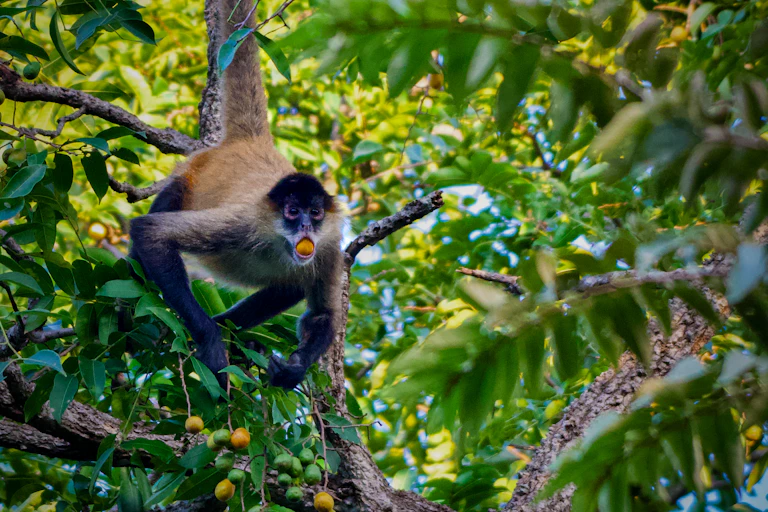 Macaco pendurado em um galho de árvore com uma fruta na boca.