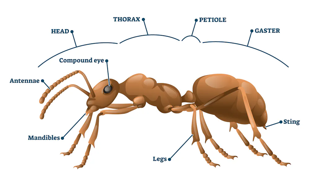 Canser Insect How many types of insects are there in the world? Science + Tech – The ...