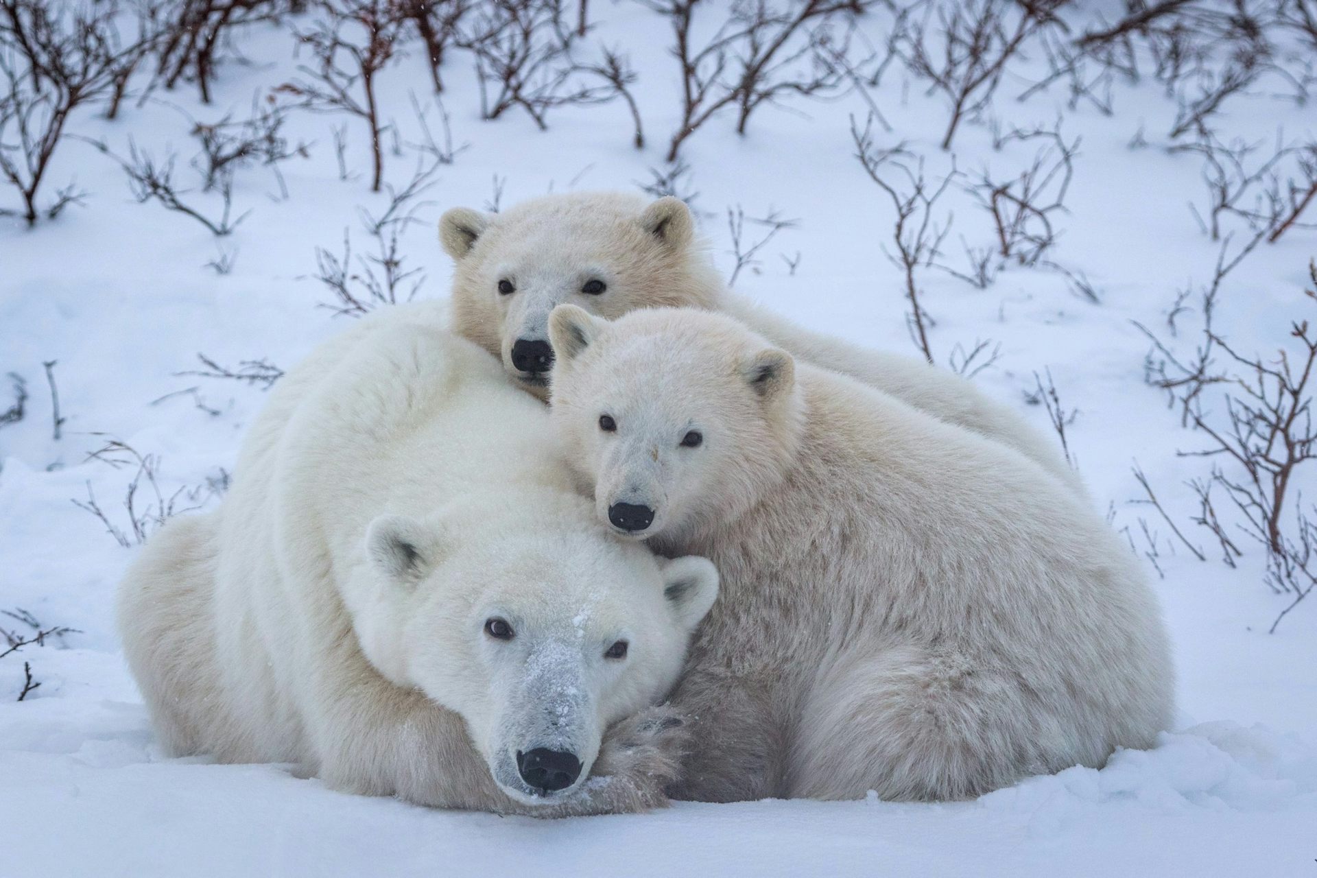 deux oursons polaires se blottissent contre leur mère