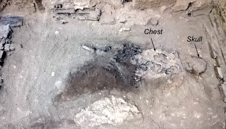 Photo of an archaeological dig showing charred skeletal remains.