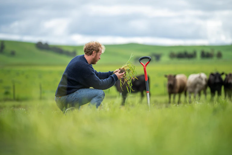 Man crouches in a field holding a handful of grass with cows in the background