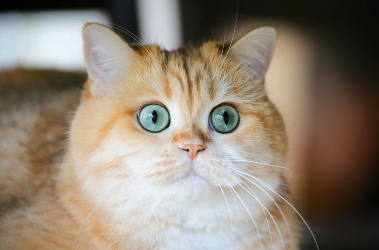 A big fuzzy cat with green eyes looks askance.