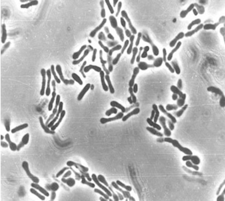 Microscopy image of clusters of rod bacteria