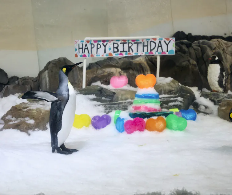 Pesto the penguin at Melbourne Aquarium