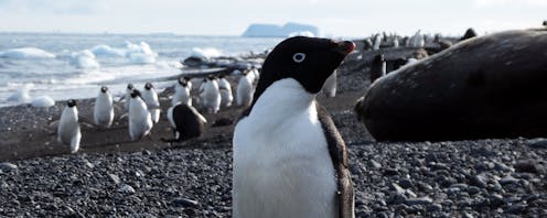 DNA detectives in Antarctica: probing 6,000 years of penguin poo for clues to the past