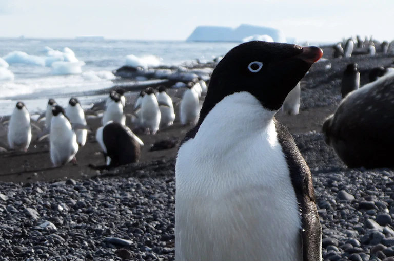 Adélie penguins and Weddell Seal on the beach at Cape Bird, Ross Island