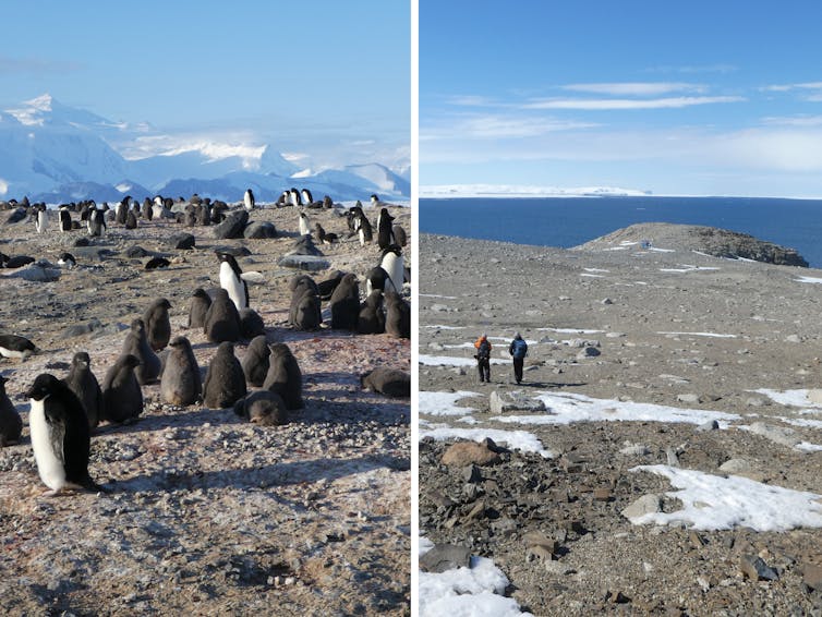 Two photos side by side, left showing the penguin colony at Cape Hallett and right, an abandoned colony at Terra Nova Bay