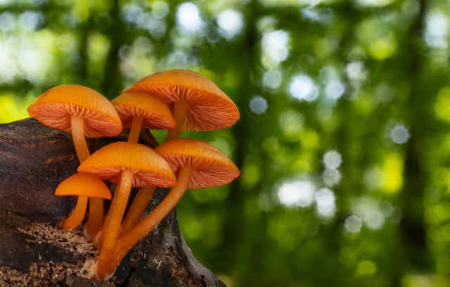 A cluster of orange _Mycena leaiana_ mushrooms growing from a dead log.