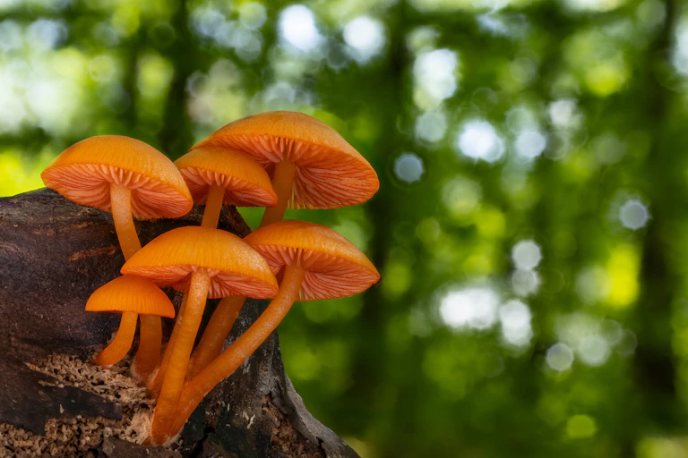 A cluster of orange _Mycena leaiana_ mushrooms growing from a dead log.