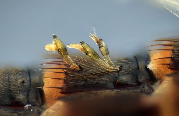 A photo of three microscopic _Laboulbenia philonthi_ fungi which grow on insects.