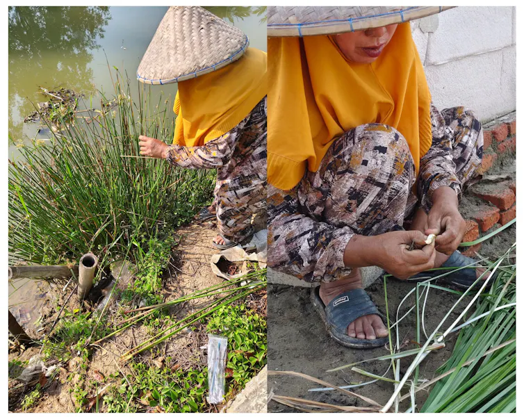 Seorang perempuan menggunakan caping sambil mengumpulkan wlingi laut