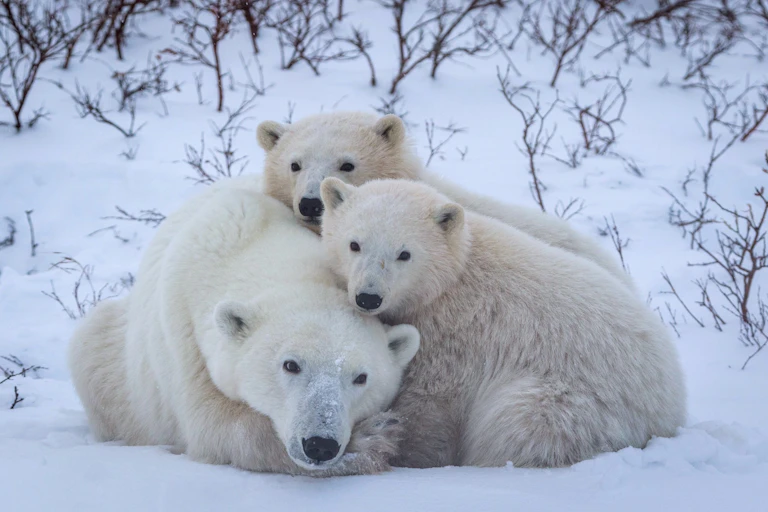 two polar bear cubs curl up with their mother