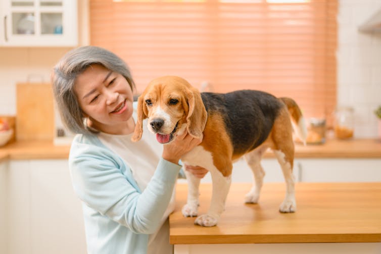 A woman with grey hair patting a beagle on a table