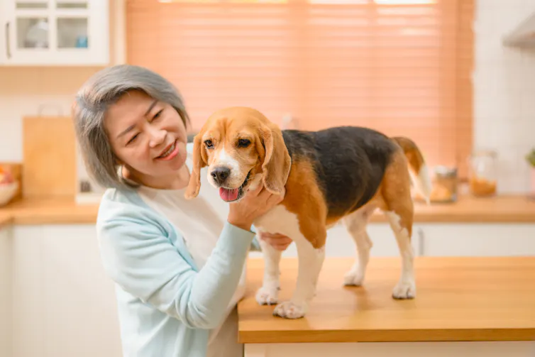 A woman with grey hair patting a beagle on a table
