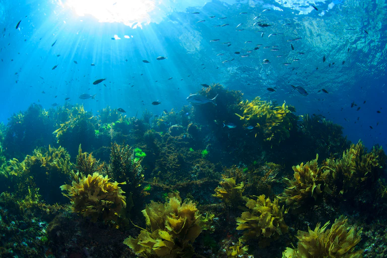 Underwater image of sun rays shining on fish and kelp through clear water near Poor Knights Islands