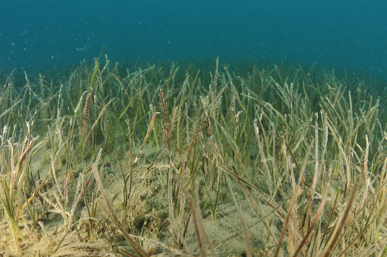 Detail of field of New Zealand seagrass, Zostera muelleri