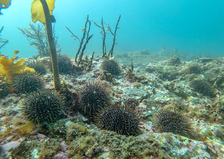 Underwater image of an urchin barren caused by kina (Evechinus chloroticus) consuming kelp; at the Noises, Hauraki Gulf