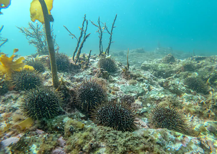 Underwater image of an urchin barren caused by kina (Evechinus chloroticus) consuming kelp; at the Noises, Hauraki Gulf