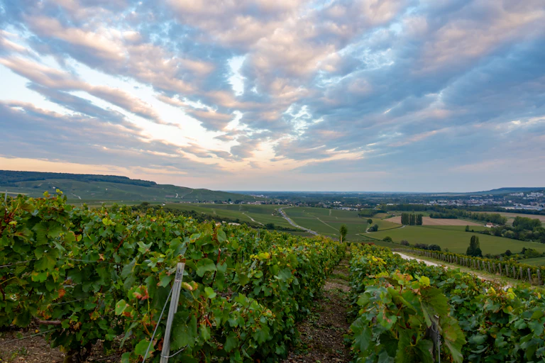 Un paysage le soir avec des vignes de champagne et au fond des villages.