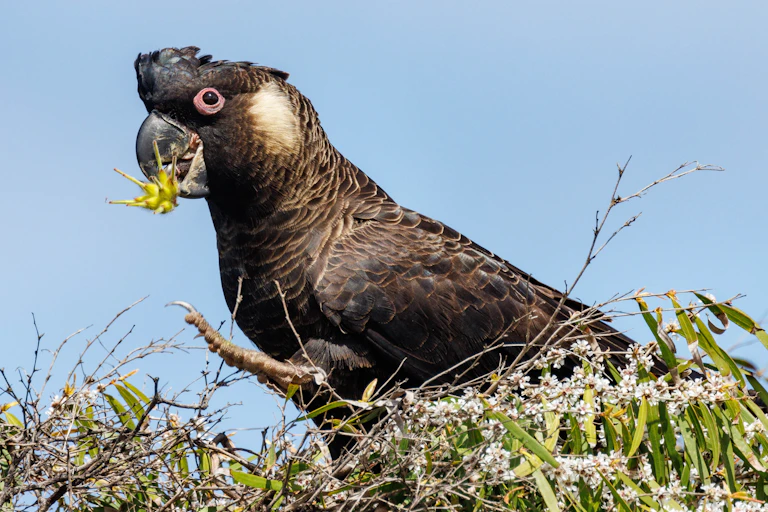 black cockatoo eating
