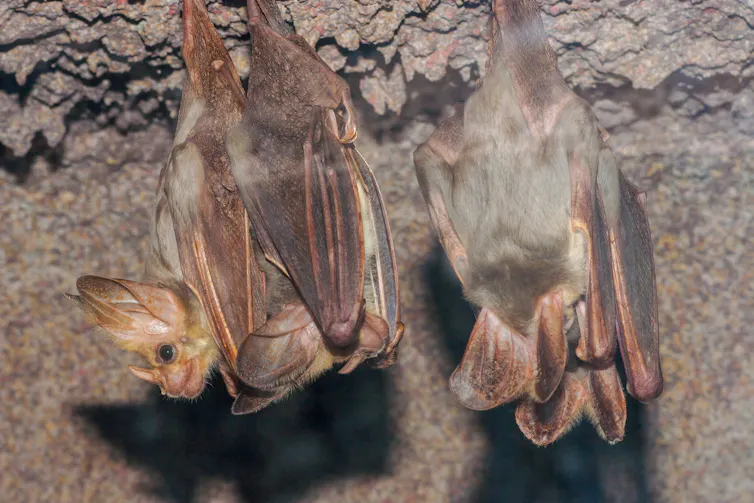 ghost bats roosting