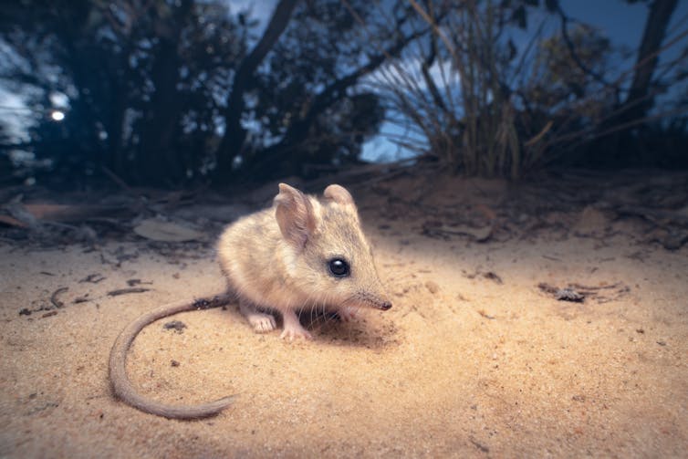 small furry marsupial dunnart.