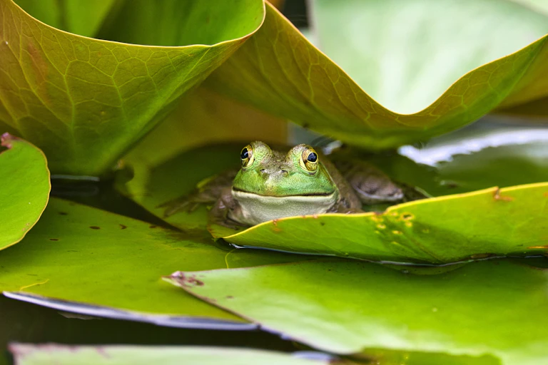 A frog shelters under a shady lilypad in a pond