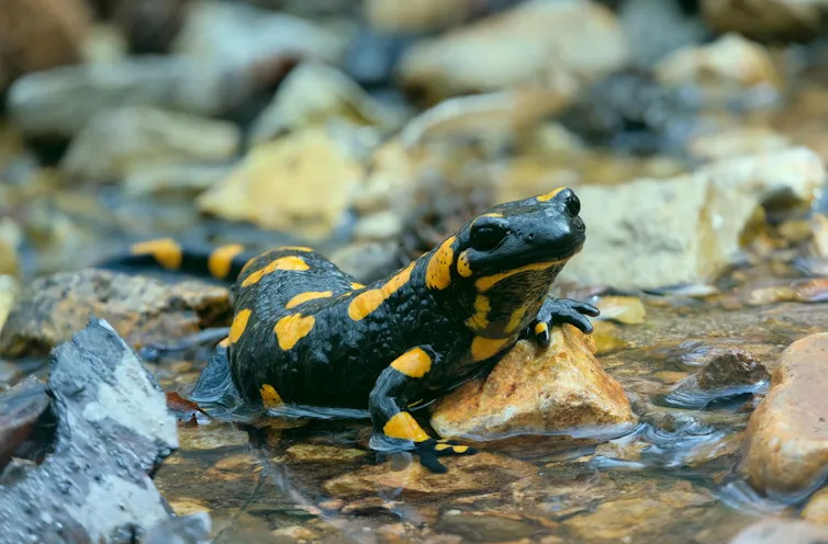 A fire salamander resting on a rock washed by a forest stream.
