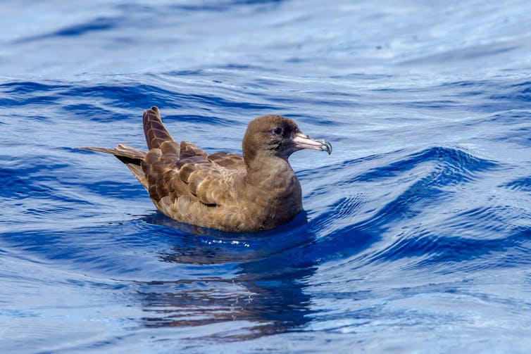 A brown dark bird with an impressive beak floats on blue water.