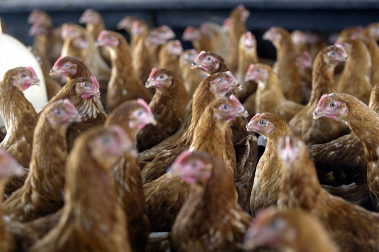 Densely gathered group of fowls