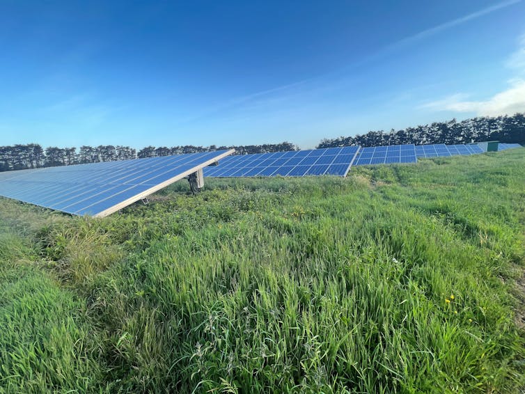 A field of long grass with solar panels in it.