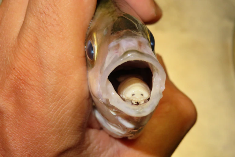 Small louse inside fish mouth