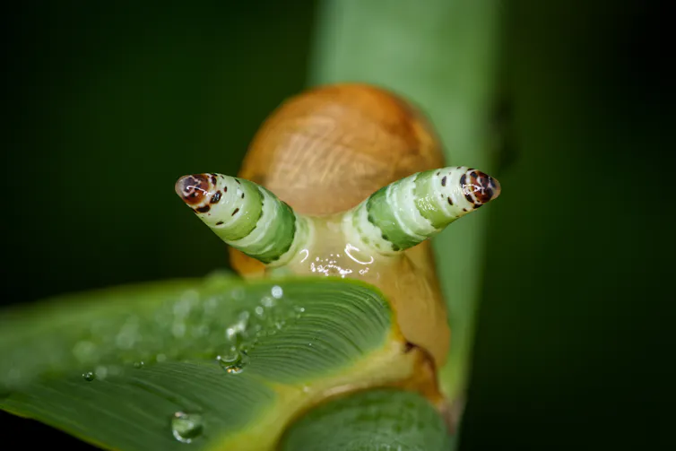 snail with caterpillar-like eyes