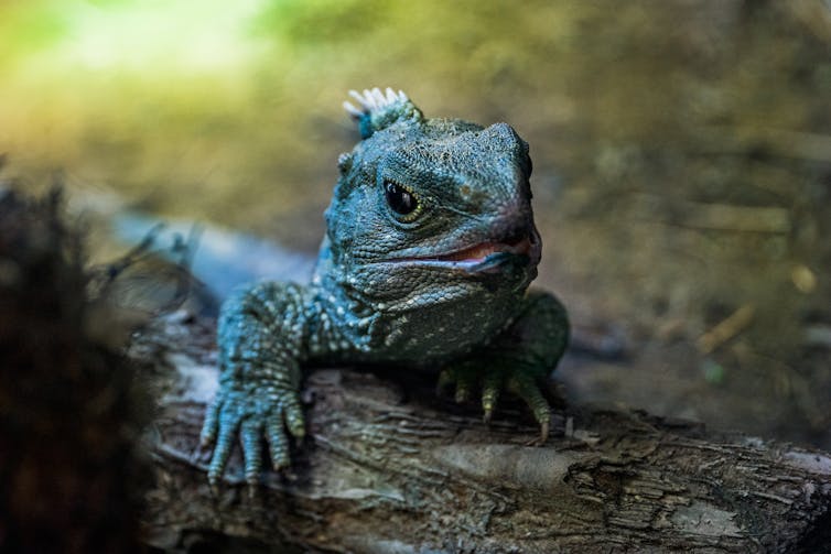 Small lizard-like animal