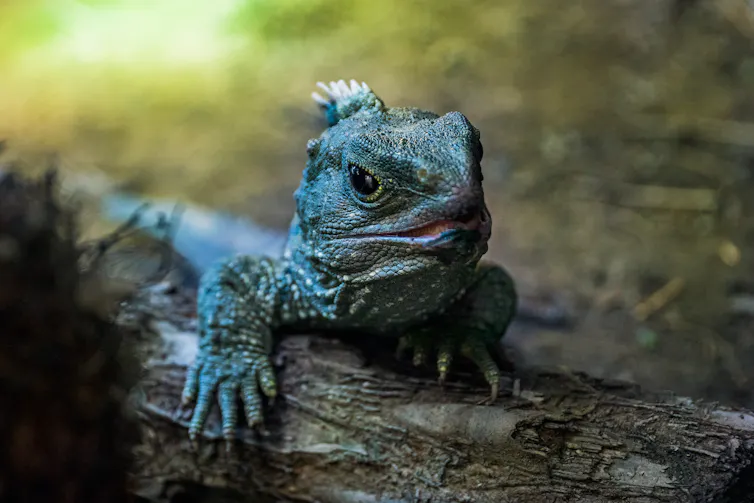 Small lizard-like animal