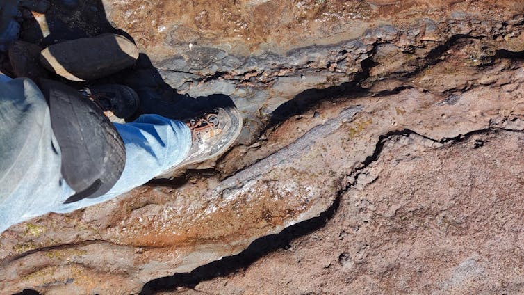 Man standing on rock showing a fossil.