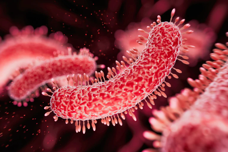 A microscopic view of tuberculosis bacteria, which looks like a red worm festooned with Q-Tip shaped projectiles.