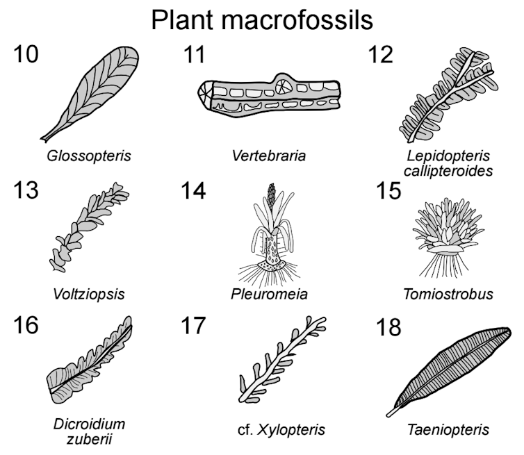 Black-and-white drawings of nine different plant types.