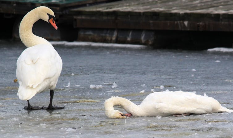 Dead swan on ice near frozen river Danube, in Belgrade