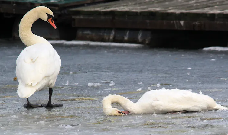 Dead swan on ice near frozen river Danube, in Belgrade