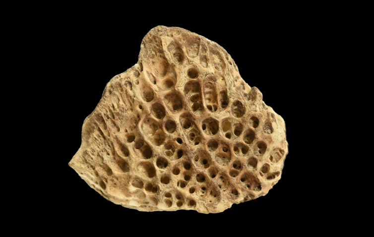 triangular-shaped bone with round cavities