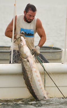 Man pulls large fish over side of boat